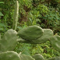 Opuntia cochenillifera (L.) Mill.